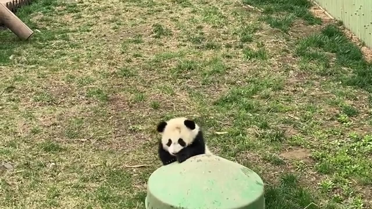 The giant panda walks around with the rice bowl stuck on its head, which is very funny