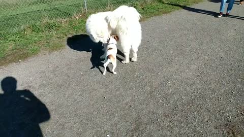 Big Great Pyrenees Makes Great Dane & Bernese Mountain Dog Look Small