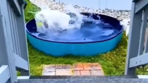 Funny Animals