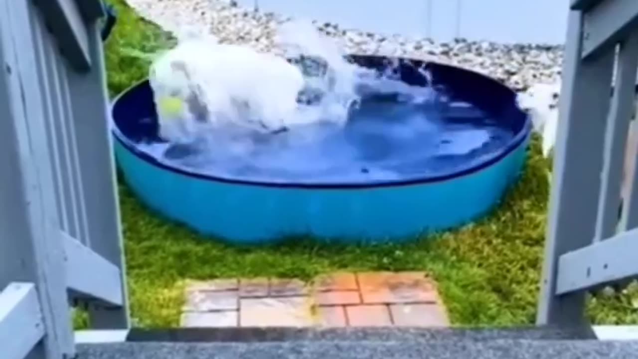 Funny Animals