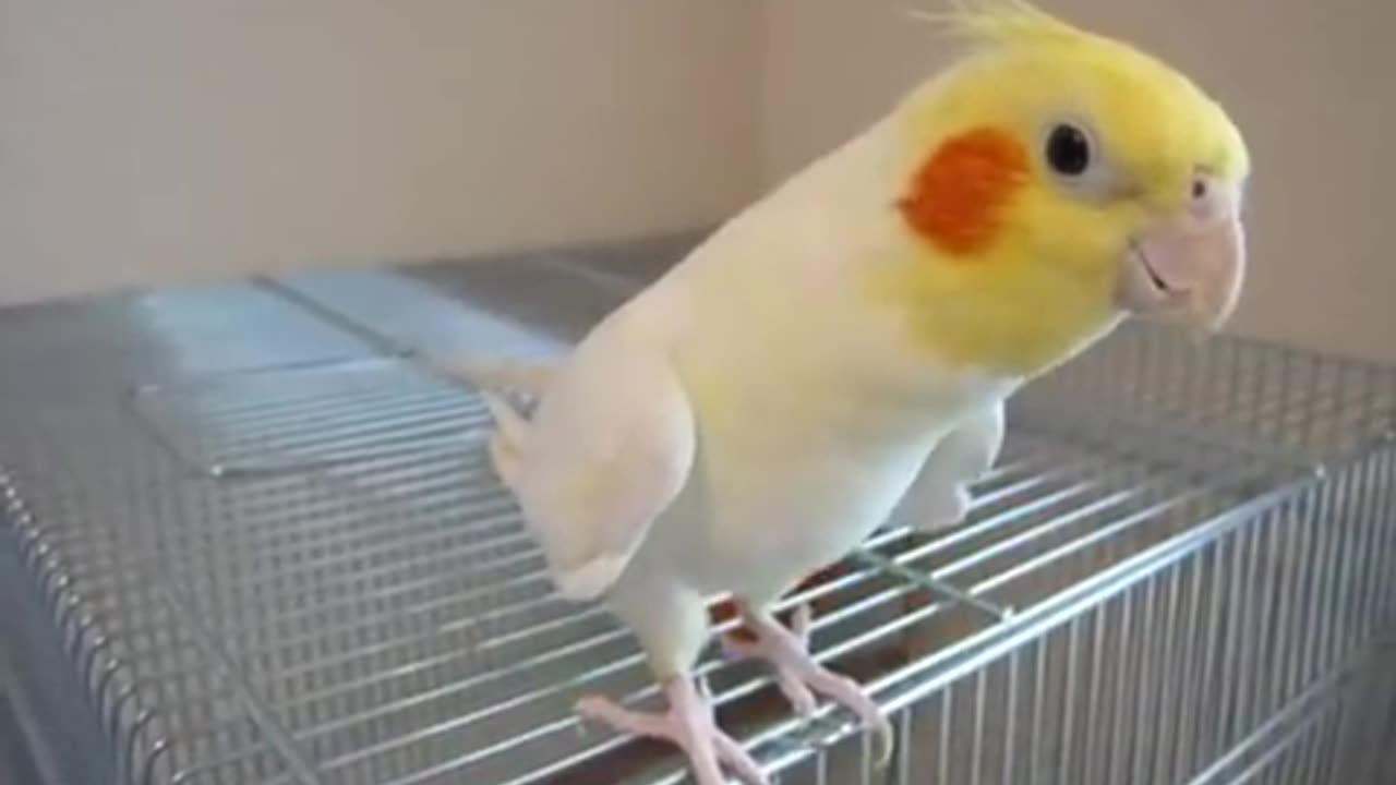 Cockatiel sings