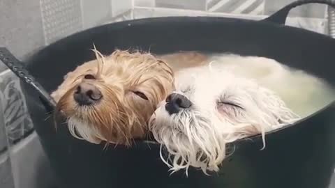 Dog Hiding in Bucket