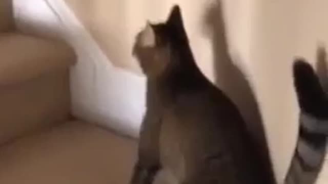 Wine drinking cat gets totally drunk