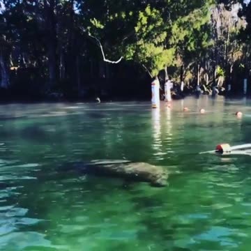 A couple manatee at 3 Sisters Springs - Crystal River Florida