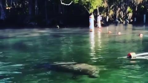 A couple manatee at 3 Sisters Springs - Crystal River Florida