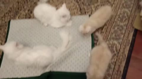 Lovly cat's Playing With Kitten