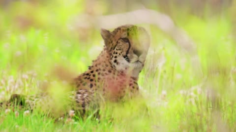 Undomesticated cat relaxing on field in forest