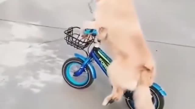 Funny Dog driving a bicycle perfectly