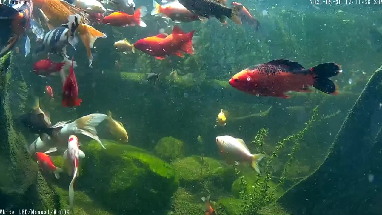 koi and goldfish pond 210530