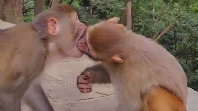 Monkey kiss 💋