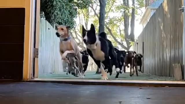 It's just your dog. But you are its life