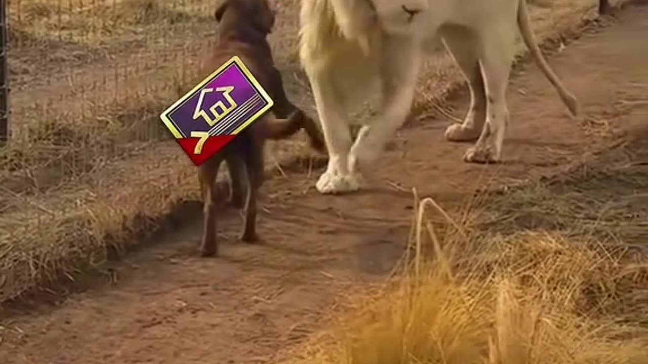 Funny dogline
