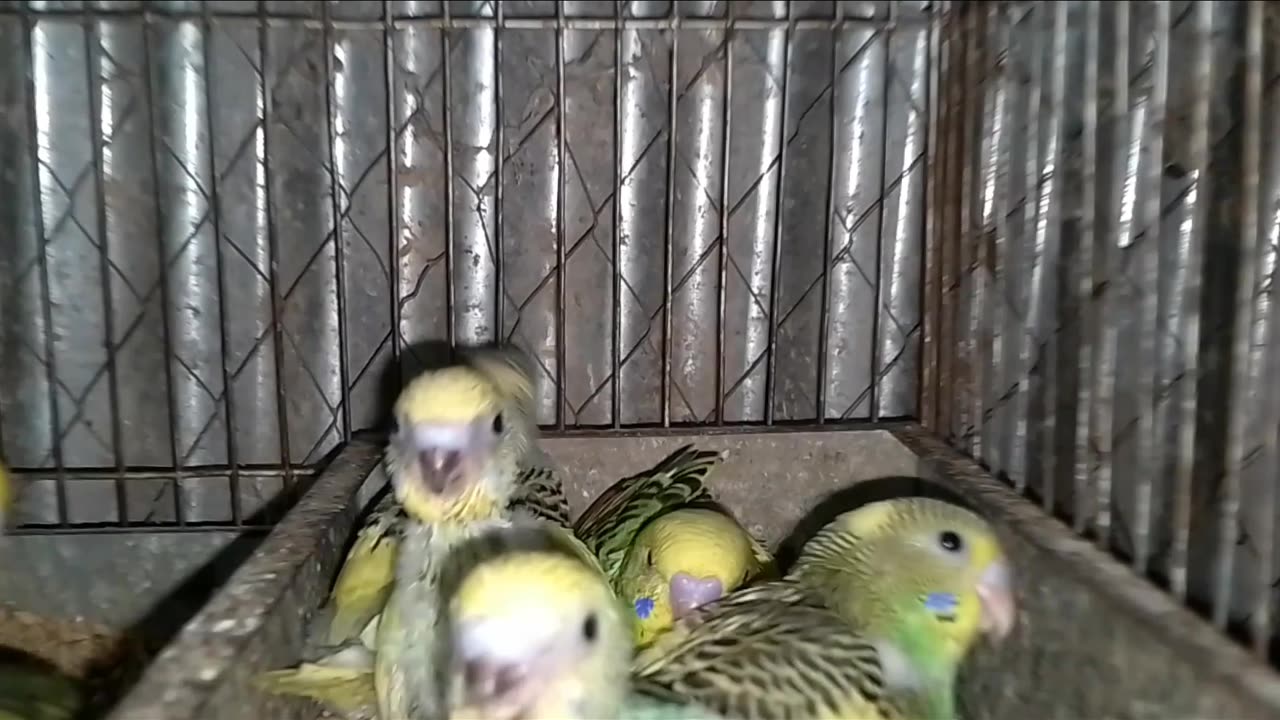 Viral funny birds video