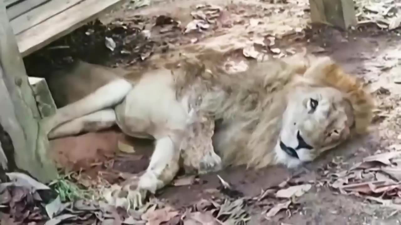 Animals Reunited With Owners After Years