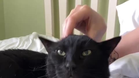 Funny video Cat massage A Boy😂