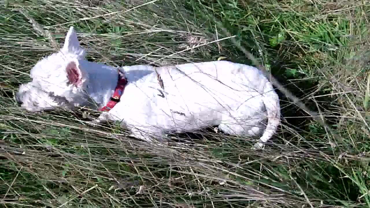 Doggie Diaries #36 - September 2013 (Millie)