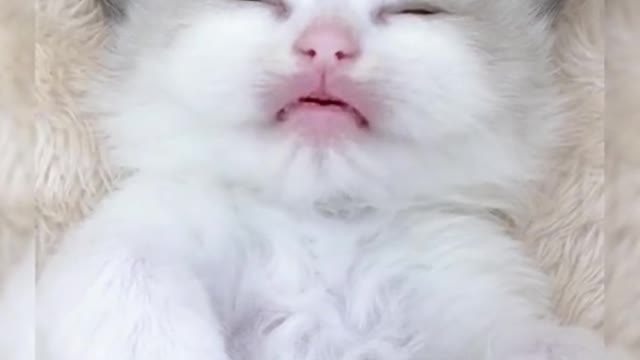 The cat was asleep, its mouth still moving