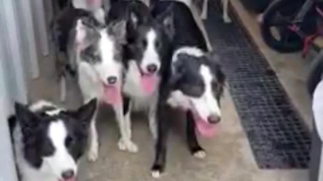 These dogs have the best door manners! π²πΆπ€΅