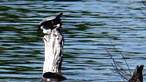 Painted Turtle