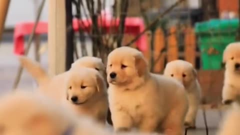 Golden Retriver Puppies Funny Playing