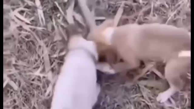 Snake and dog fighting