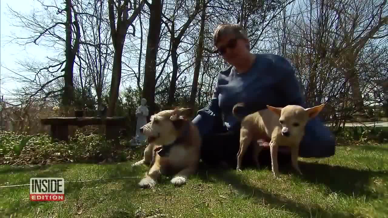 Dogs Tested to See Whether They'd Defend Owner During Home Invasion