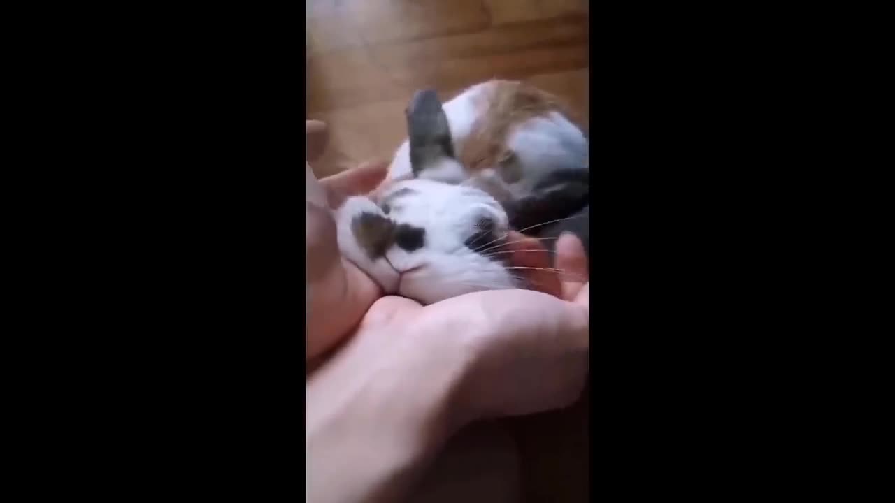 Animal lovers
