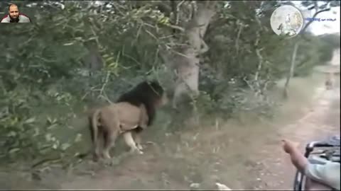 Dangerous lion vs hunter