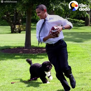 Bo, Sunny Obama Say Goodbye To The White House
