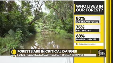 Fighting for their lives_ The world's forests in figures _ WION Climate Tracker _ World News