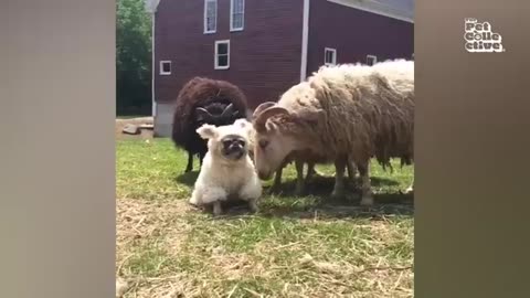 Funniest farm animals🤣