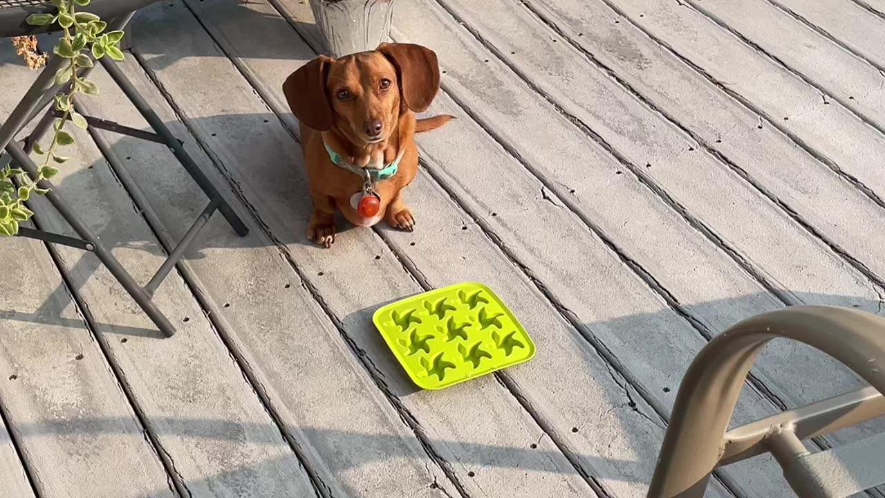 Watermelon banana pupsicles ❤️