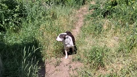 Dams and studs of sailor Jerry's bulldogs: Sable