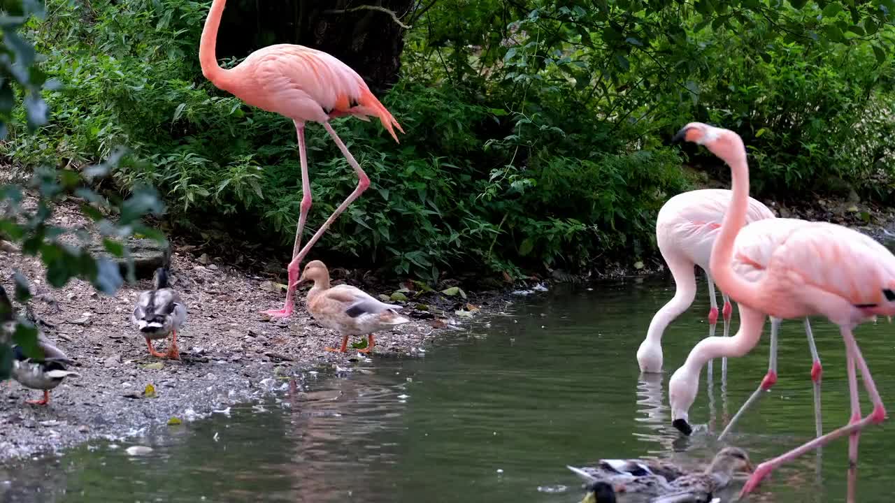 Menangkap Ayam Lucu, Bebek Lucu, Ayam Rainbow, Ayam Warna warni, Kelinci, Marmut, Ikan Koki, Shark