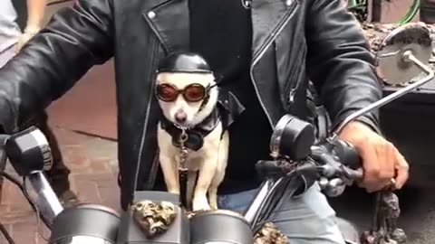 Biker Dog Takes Over City Streets in EPIC Ride!