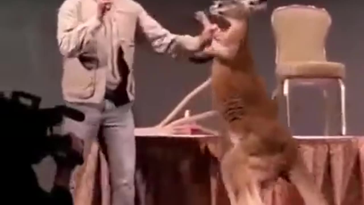 Funny Real Boxing Kangaroo!