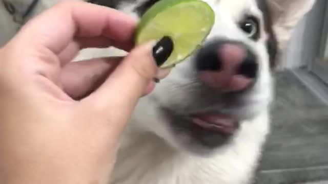 Husky and lime