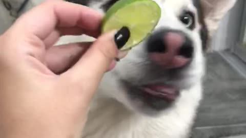 Husky and lime