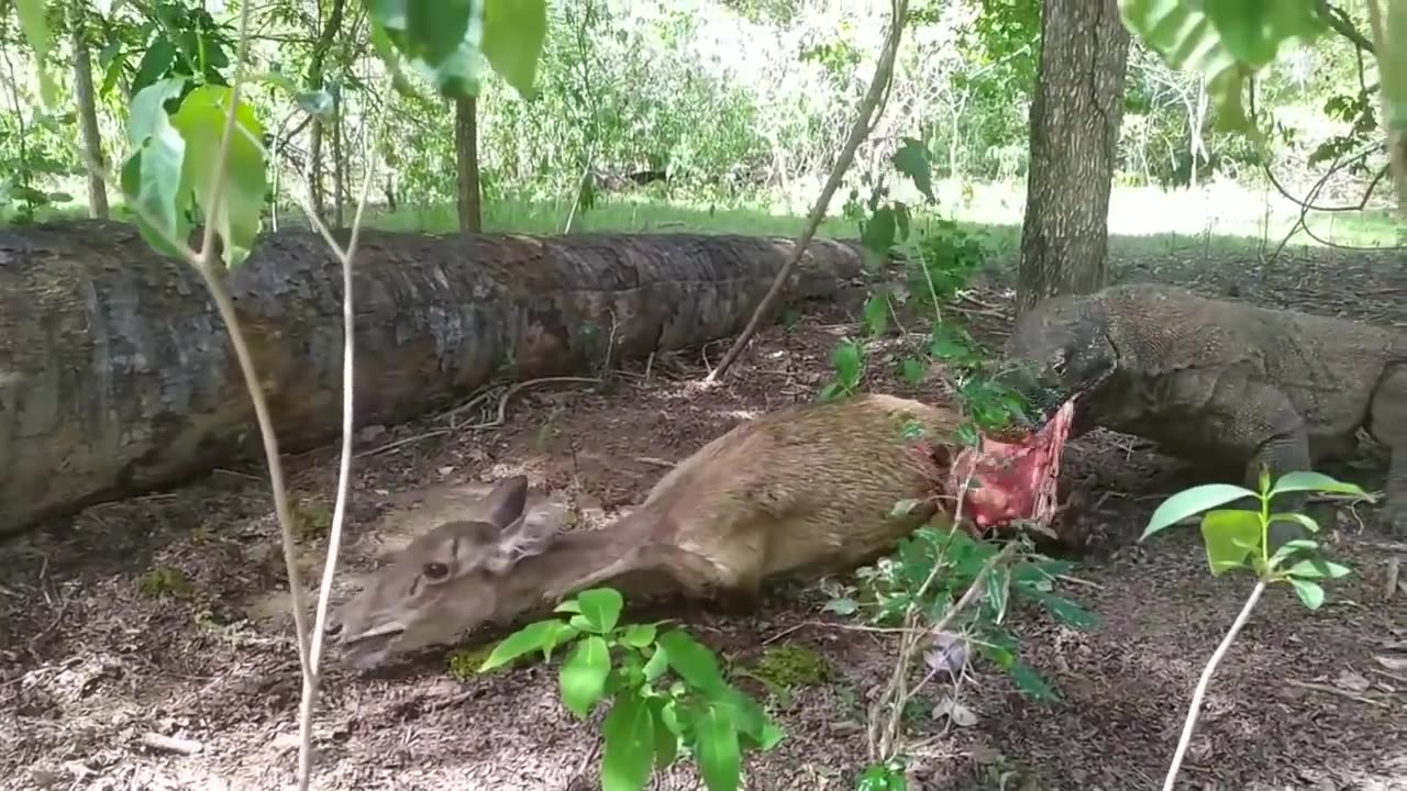 Komodo dragons prey on live deer