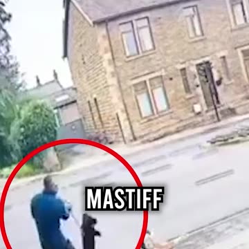 Aggressive Dog Attacks Puppy