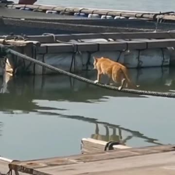 "Furry Frenemies: When Dogs Give Cats a Good Scare!"