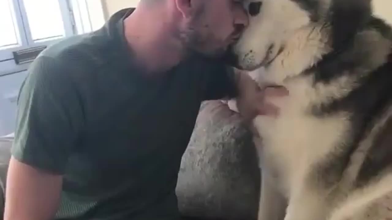 sleepy dog