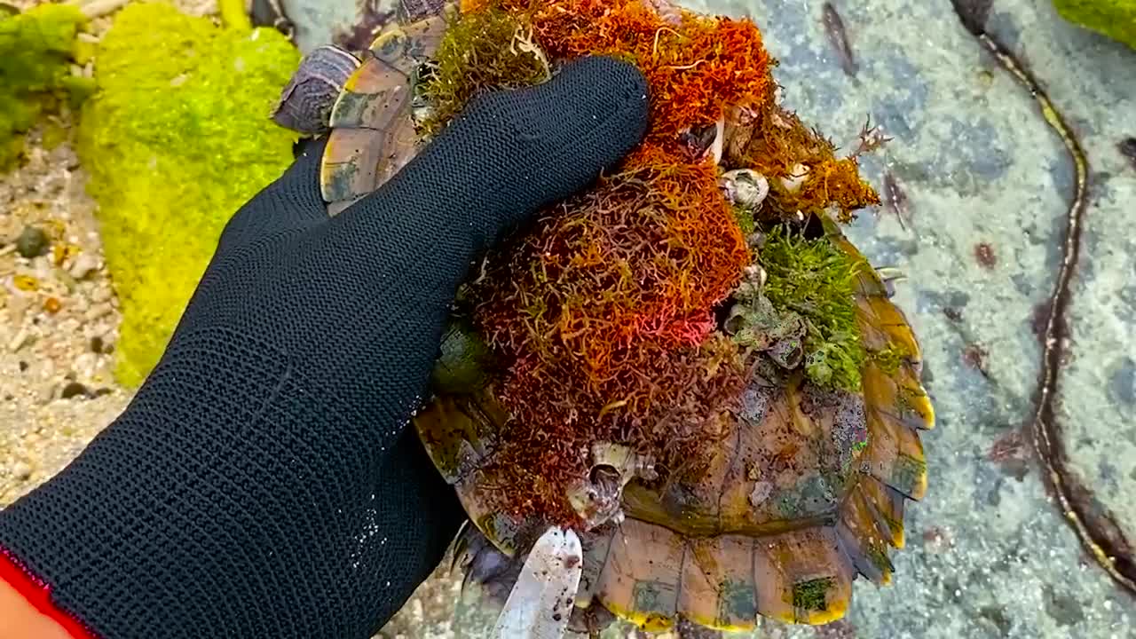 Lucky sea turtle were rescued in time to remove barnacles and the net clinging to the shell