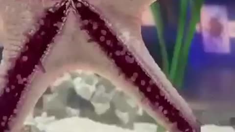 THiS IS HOW A STARFISH MOVES
