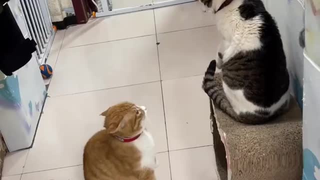 Cat playing and try to fight with each other