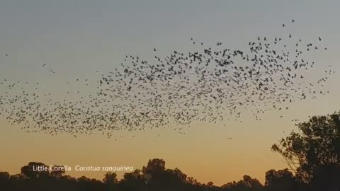 Cockatoos of Australia