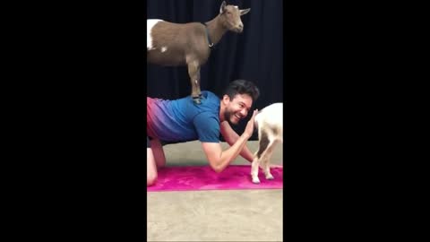 Guy Regrets Goat Yoga 🐐