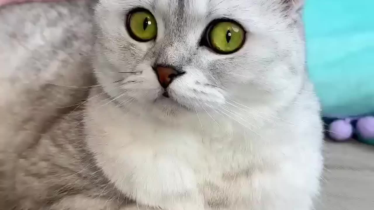 How to trick a cat😂 #cat #cats
