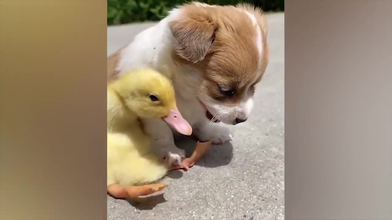 Funny ANIMALS video