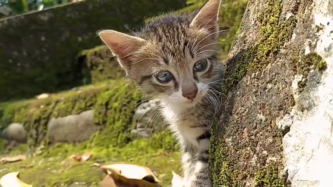 Very Cute Kitten Walking on the Street